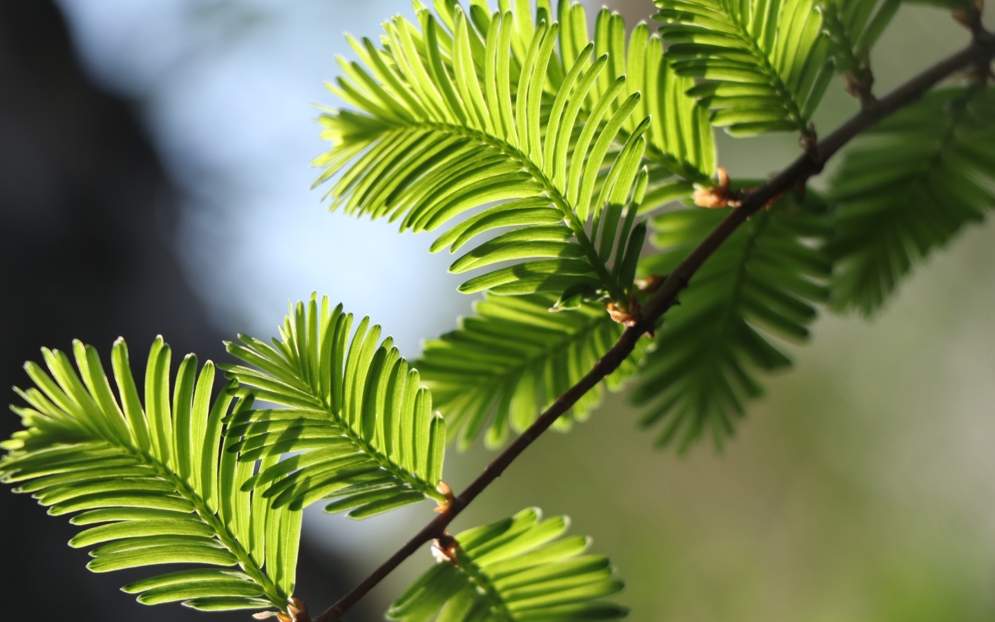 Зеленые молодые листья дерева весной