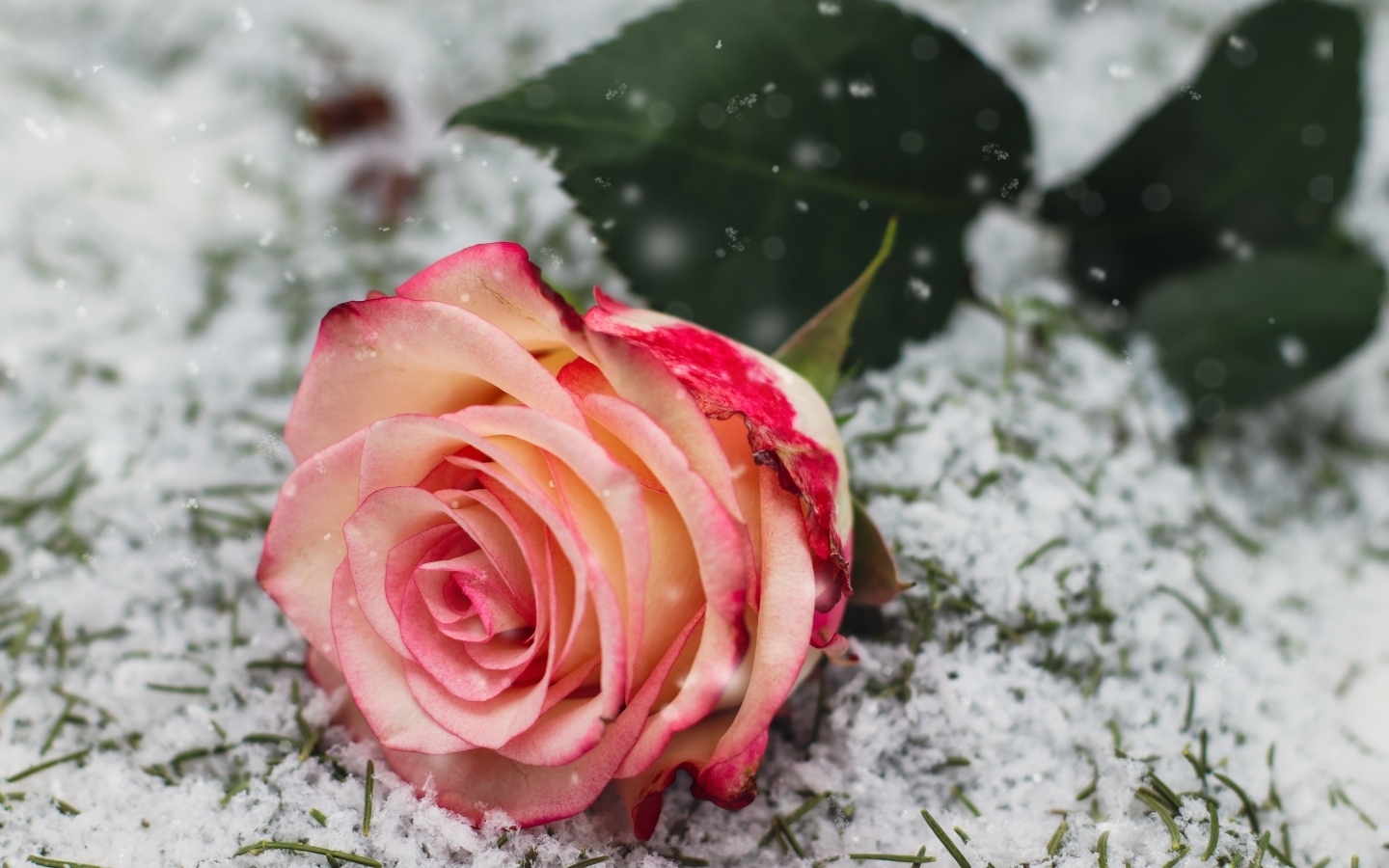 Красивая роза лежит на снегу 