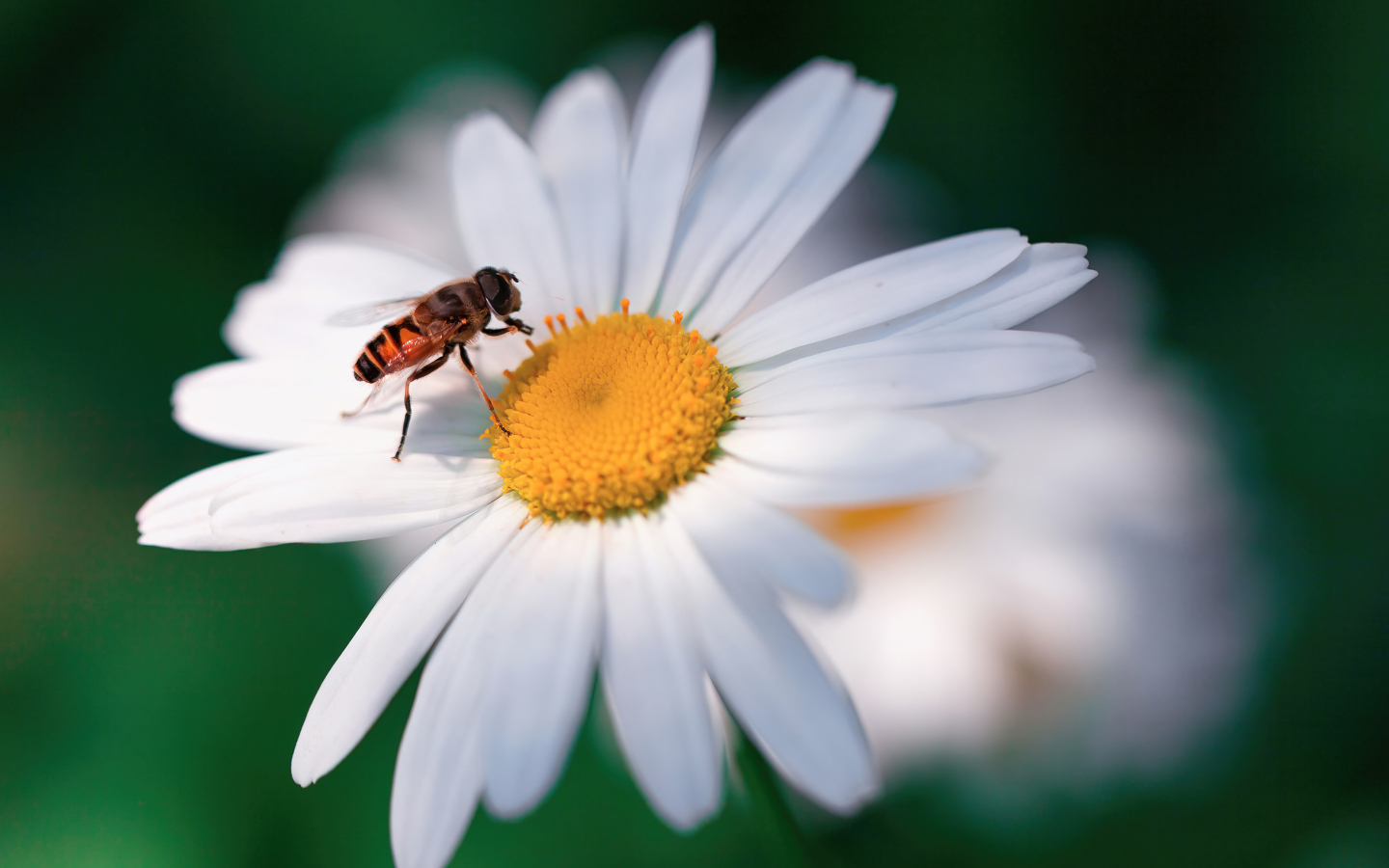 Муха сидит на белом цветке ромашки
