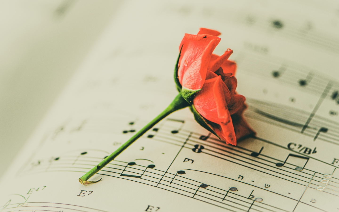 Сорванный цветок розы на нотной тетради