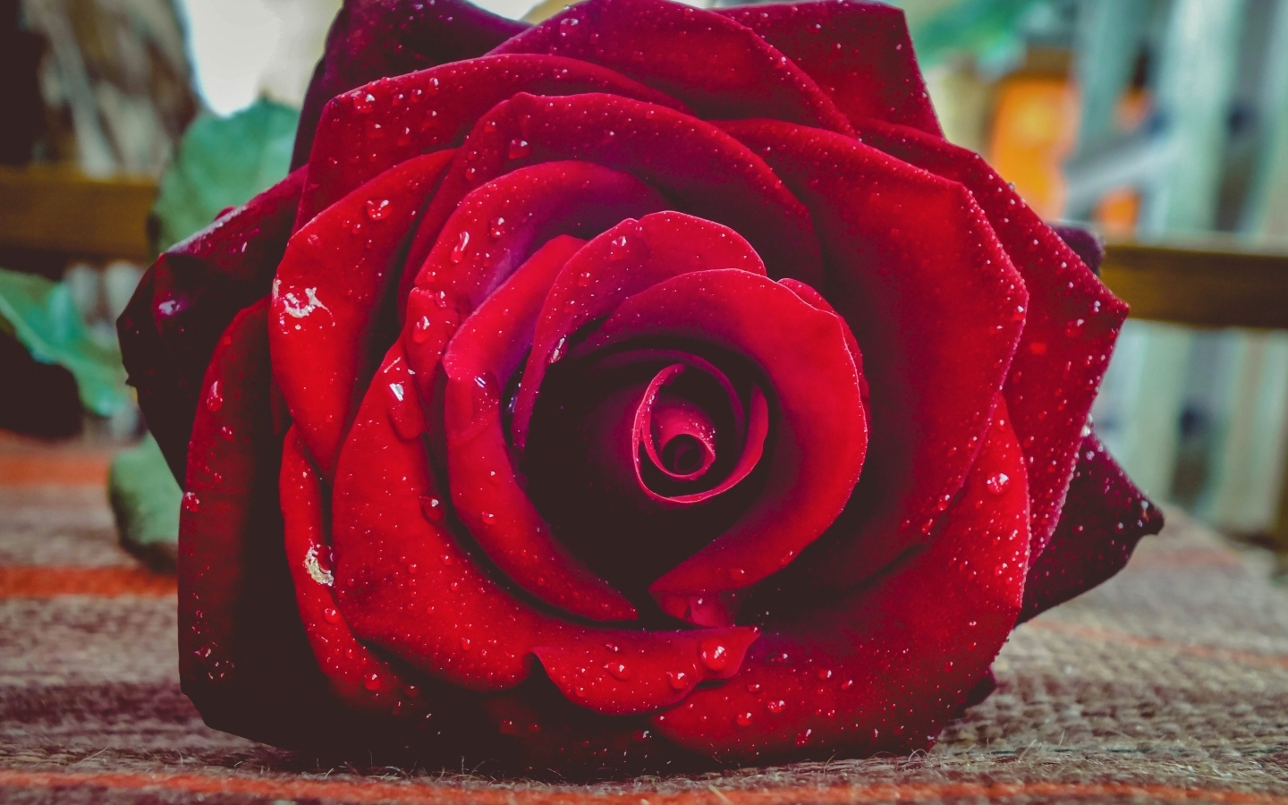 Красная роза в каплях росы лежит на полу