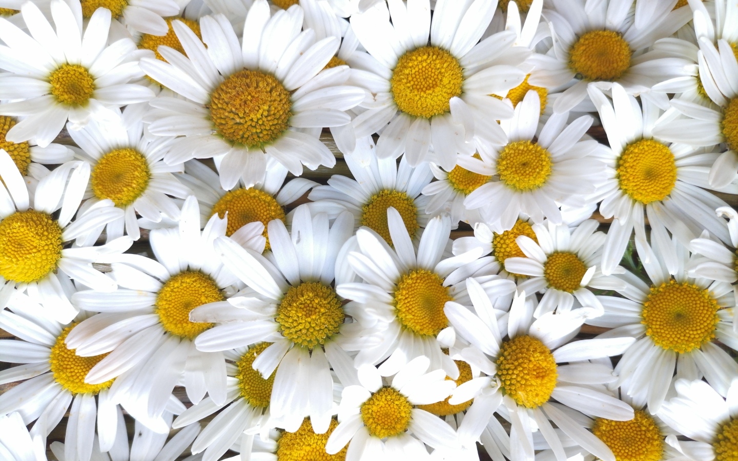 Красивый фон из белых ромашек с желтой серединкой