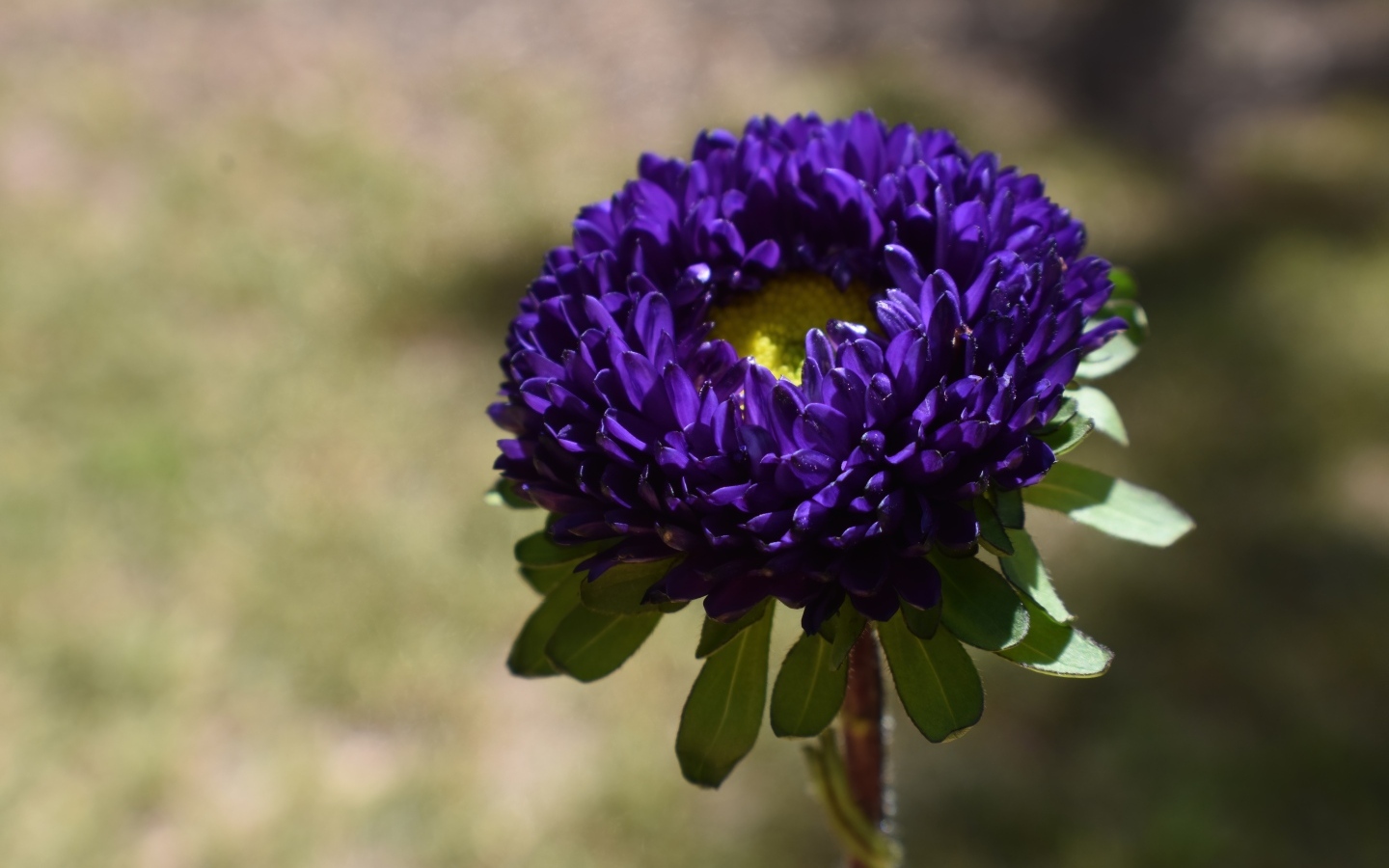 Красивая синяя астра крупным планом