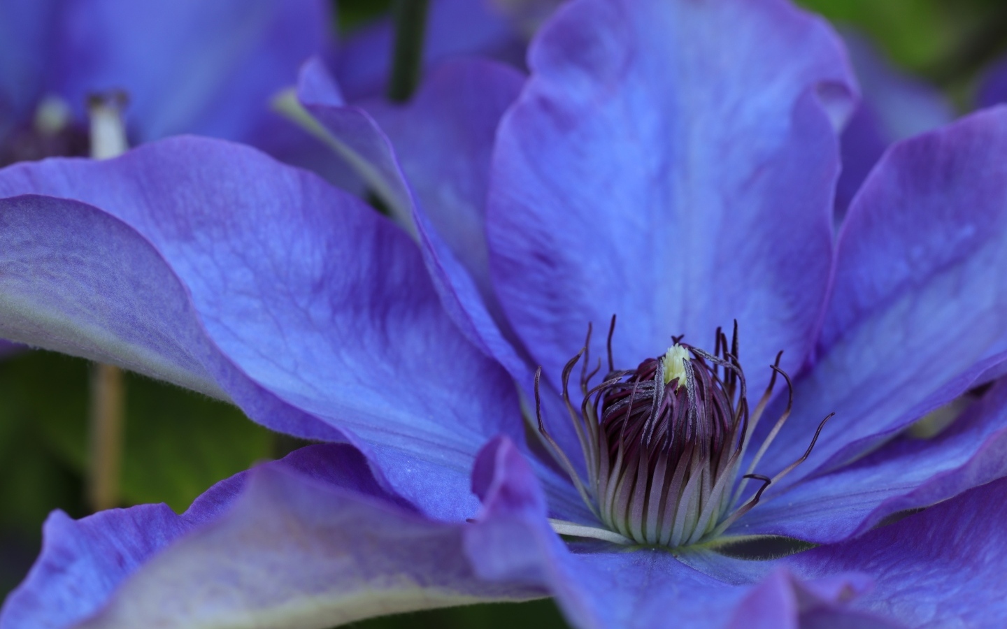 Красивый цветок синего клематиса крупным планом