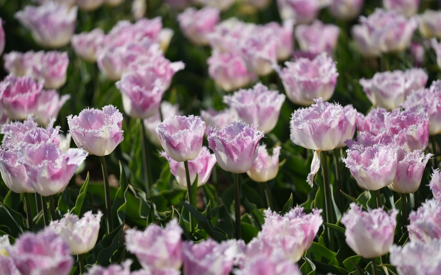 Красивые нежные сиреневые тюльпаны