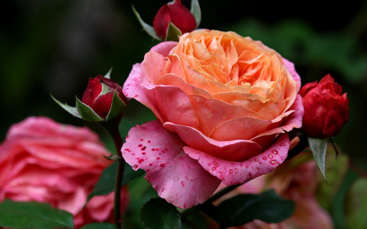 Красивая садовая розовая роза с бутонами