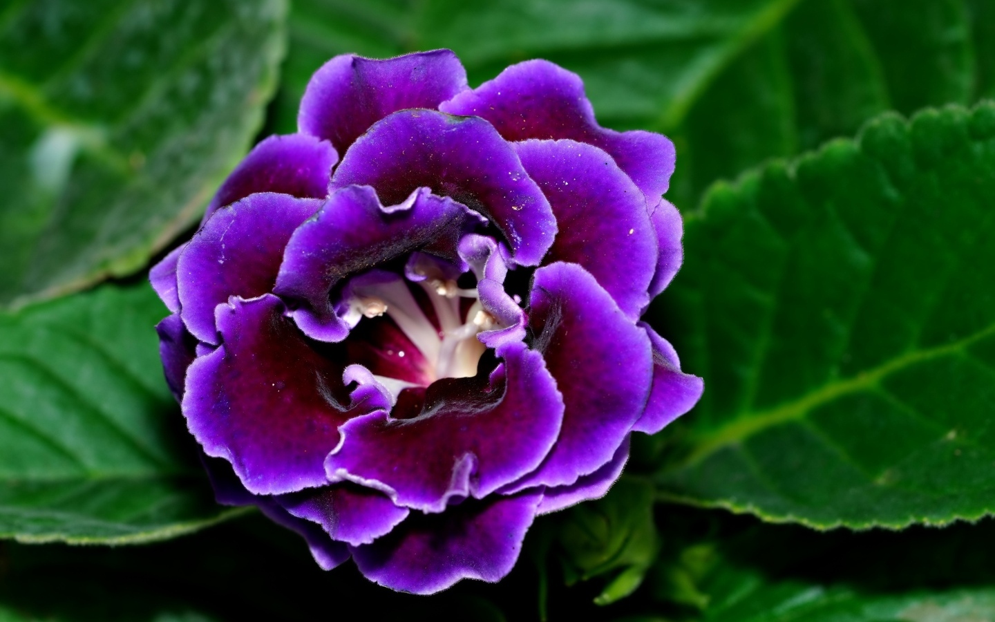 Красивый цветок глоксиния с зелеными листьями