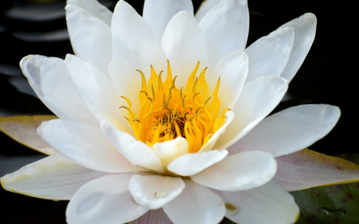 Красивый большой цветок водной лилии с желтой серединой