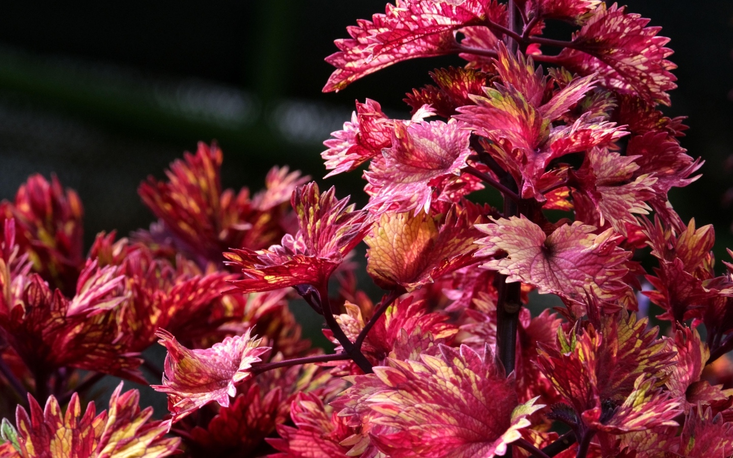 Красивые листья цветка колеус