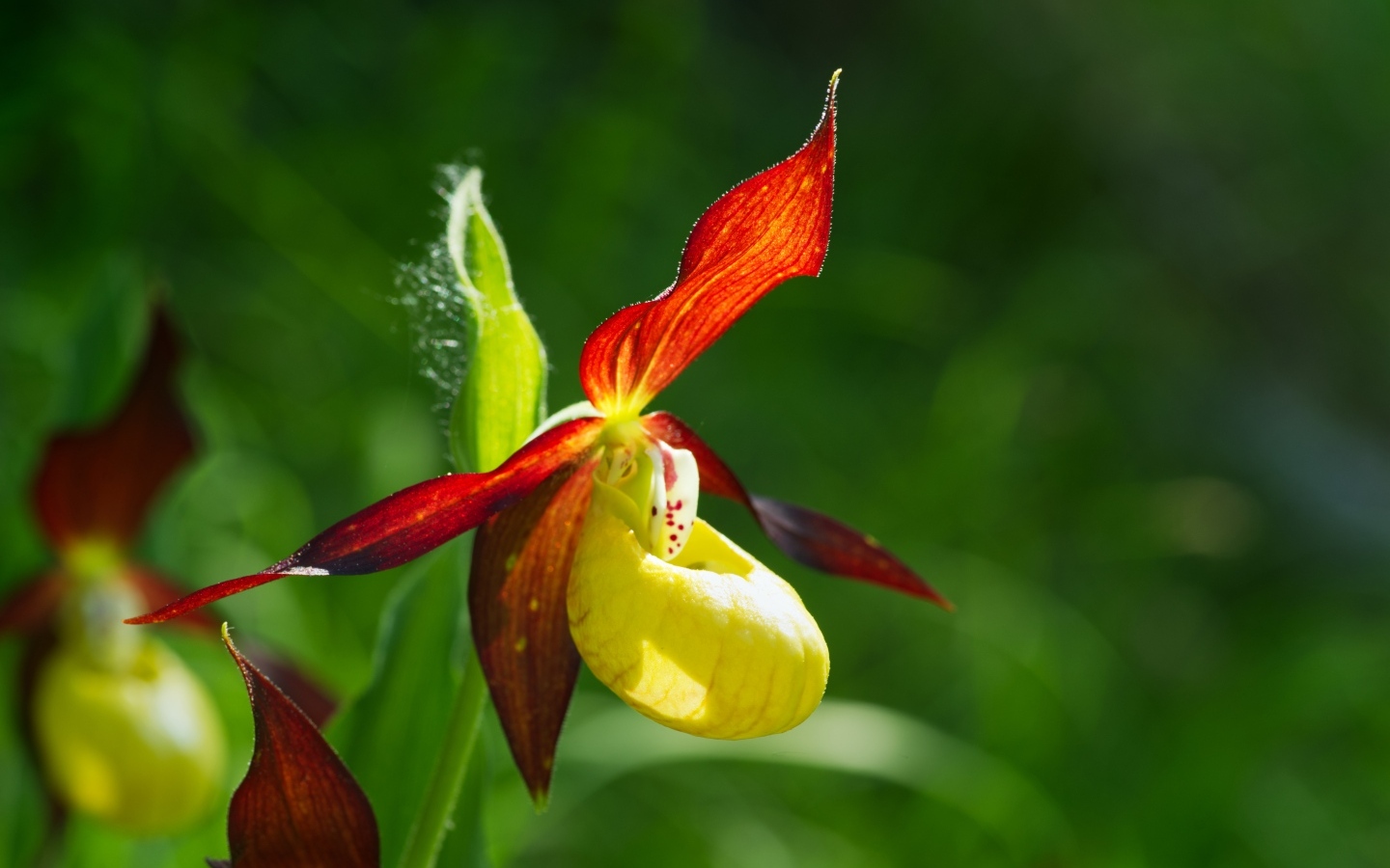 Красивый цветок оранжевой орхидеи на зеленом фоне