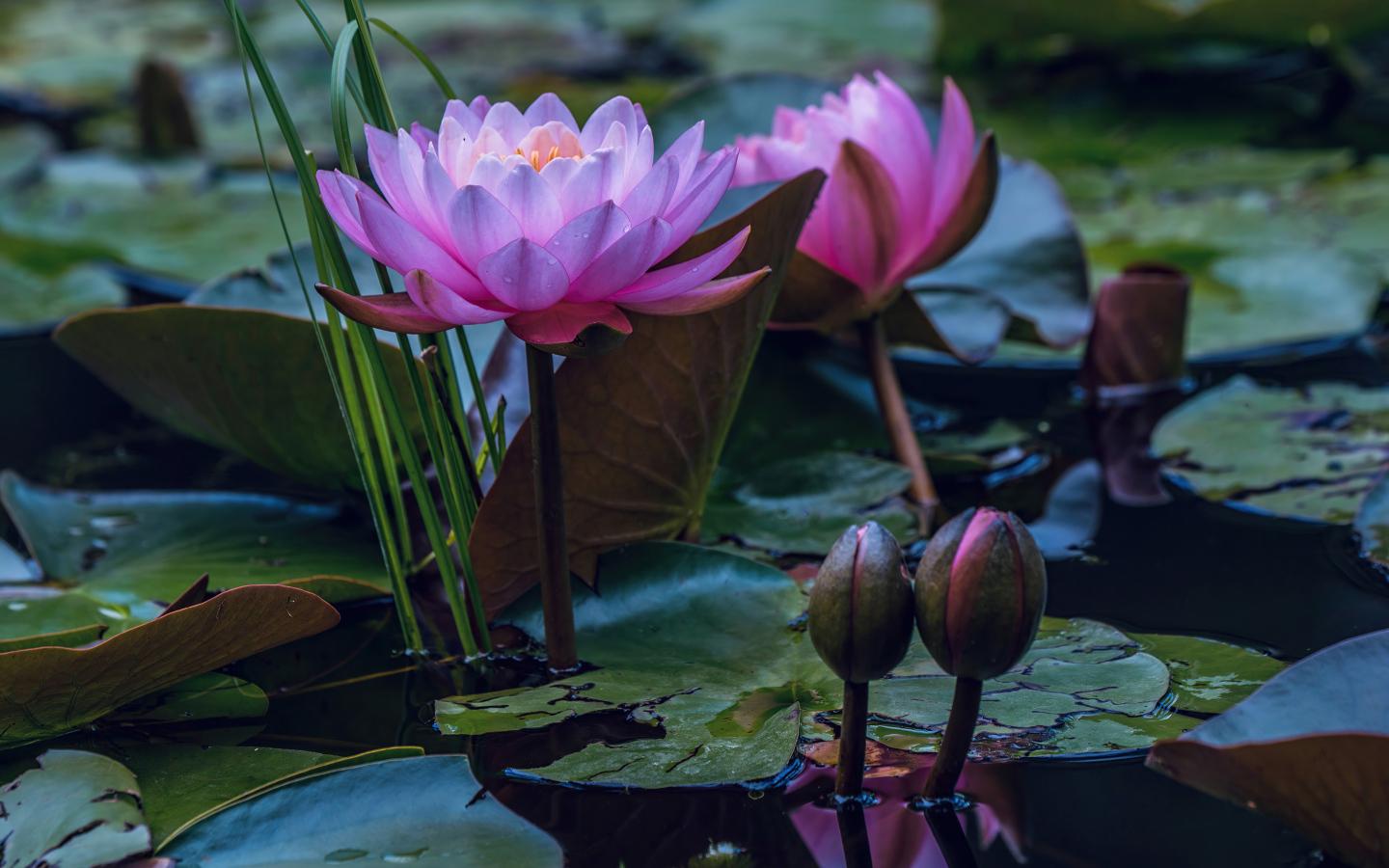 Красивые розовые цветы лотоса с бутонами в воде