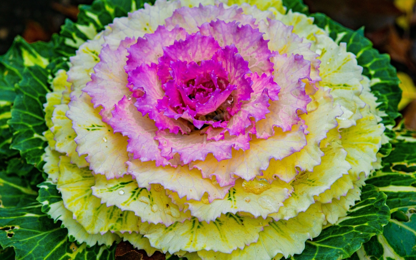 Красивый розовый цветок декоративной капусты