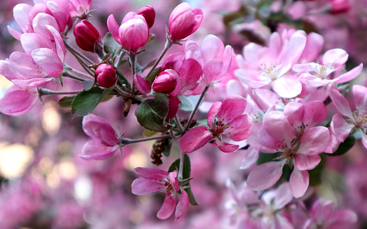 Красивые розовые  цветы дикой яблони 