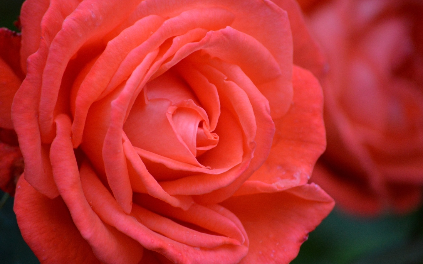 Цветок красивой красной розы крупным планом