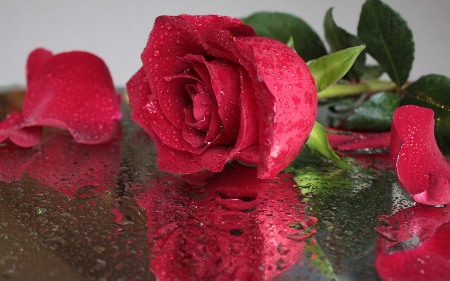 Красивый красный цветок розы на мокрой поверхности