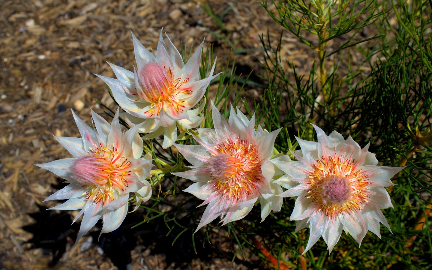 Красивые цветы серрурия на земле