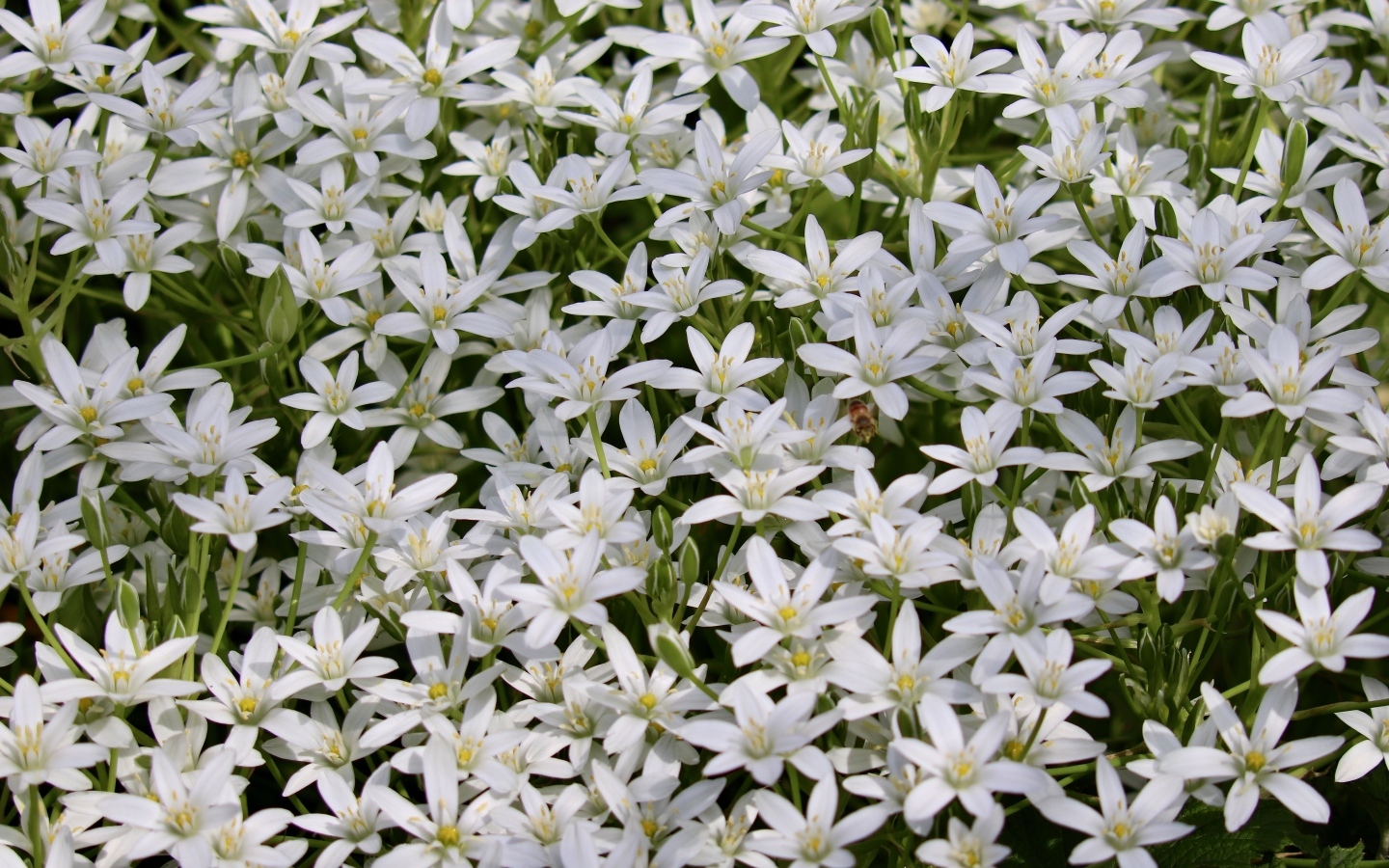 Красивые маленькие белые цветы молочница