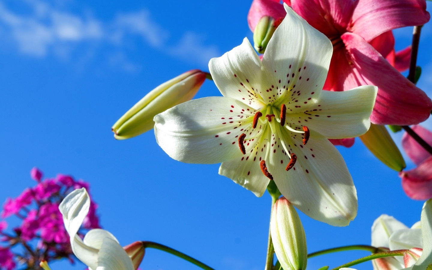 Красивые белые и розовые лилии на фоне голубого неба