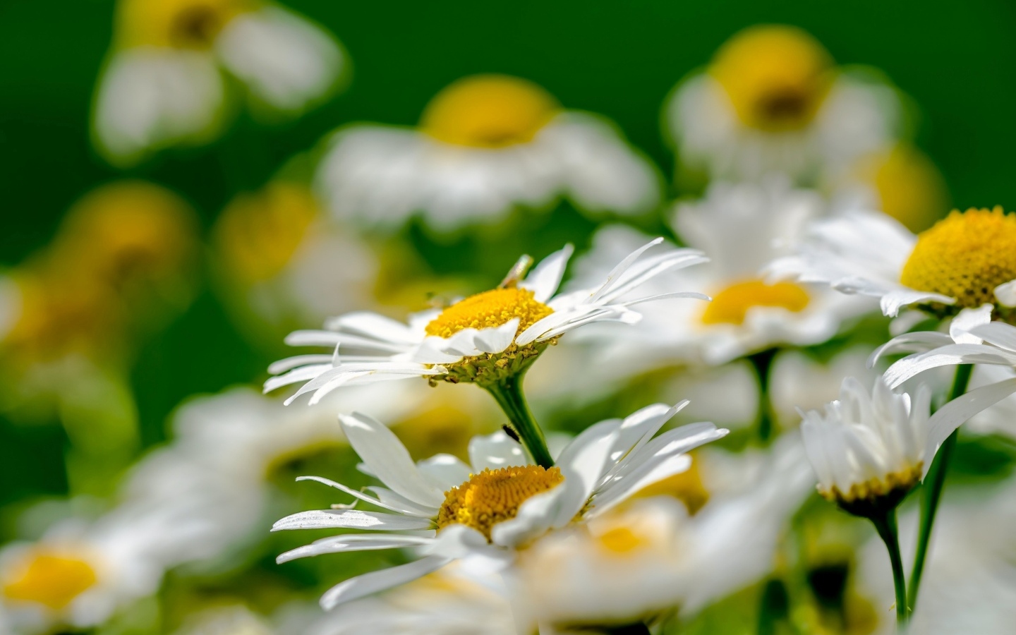 Красивые белые ромашки с желтой серединкой