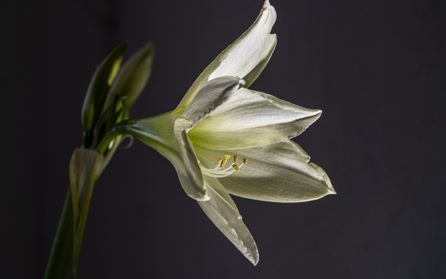 Красивая белая лилия на сером фоне