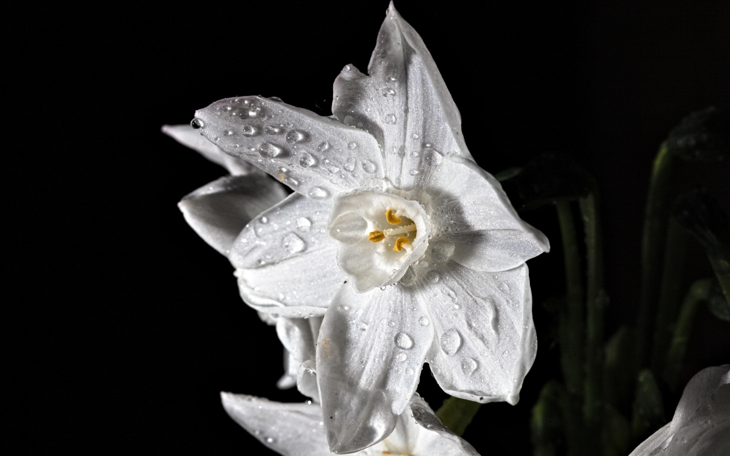 Красивый белый цветок нарцисса в каплях росы