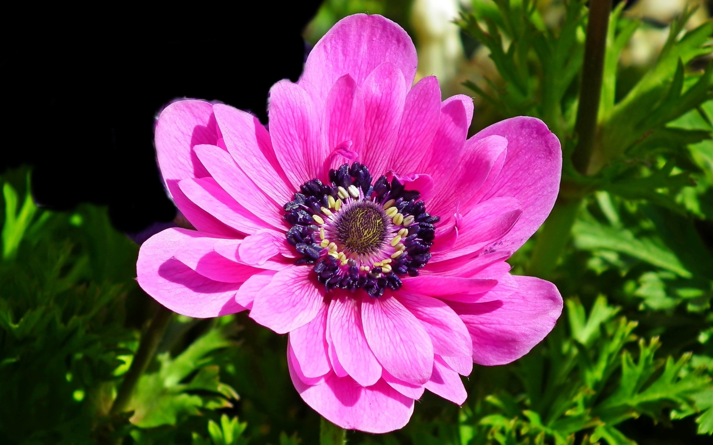 Большой розовый цветок анемоны крупным планом