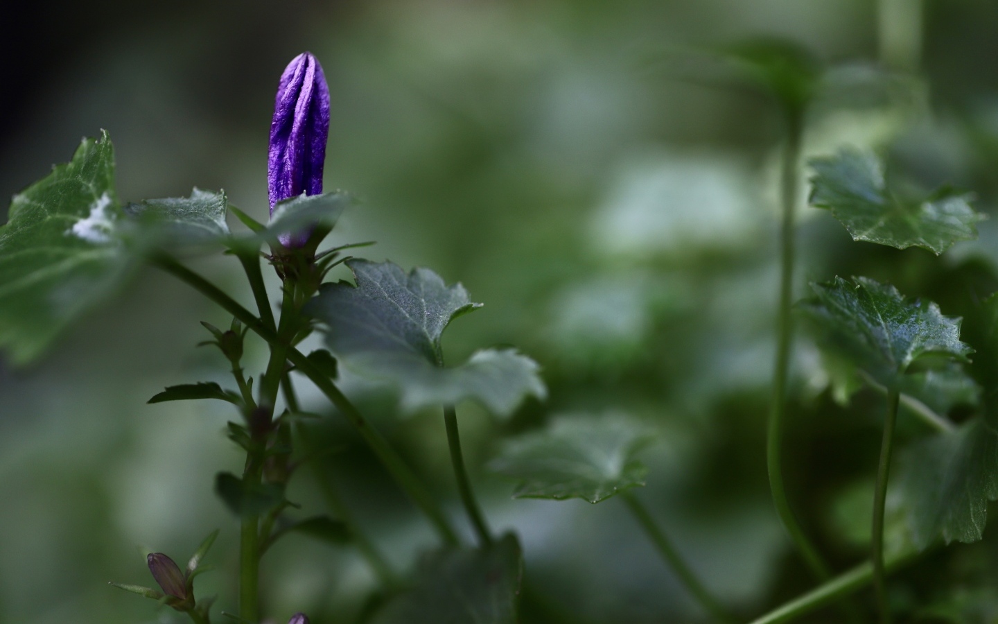 Распускающийся синий цветок колокольчика