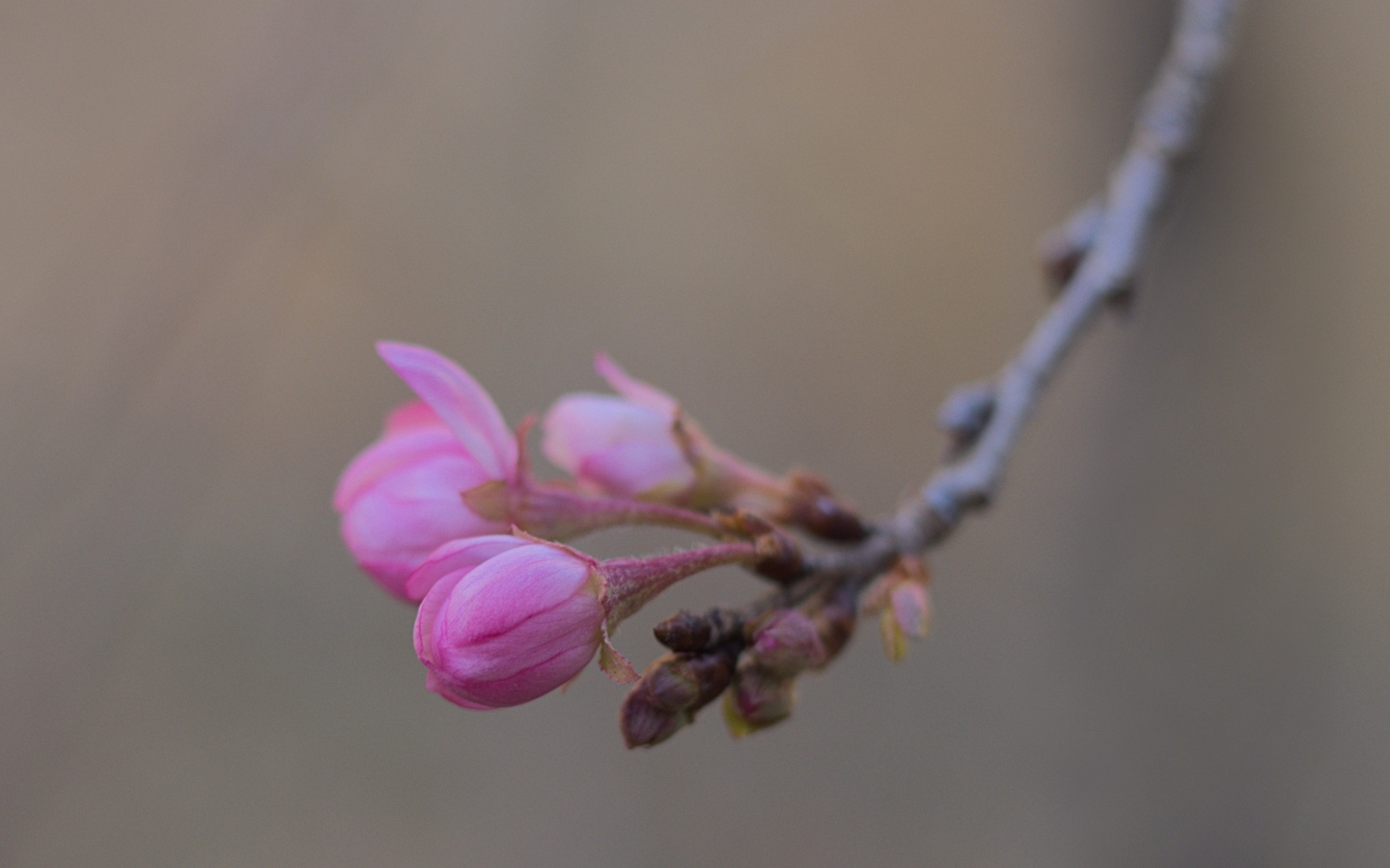 Распускающиеся цветы на ветке дерева