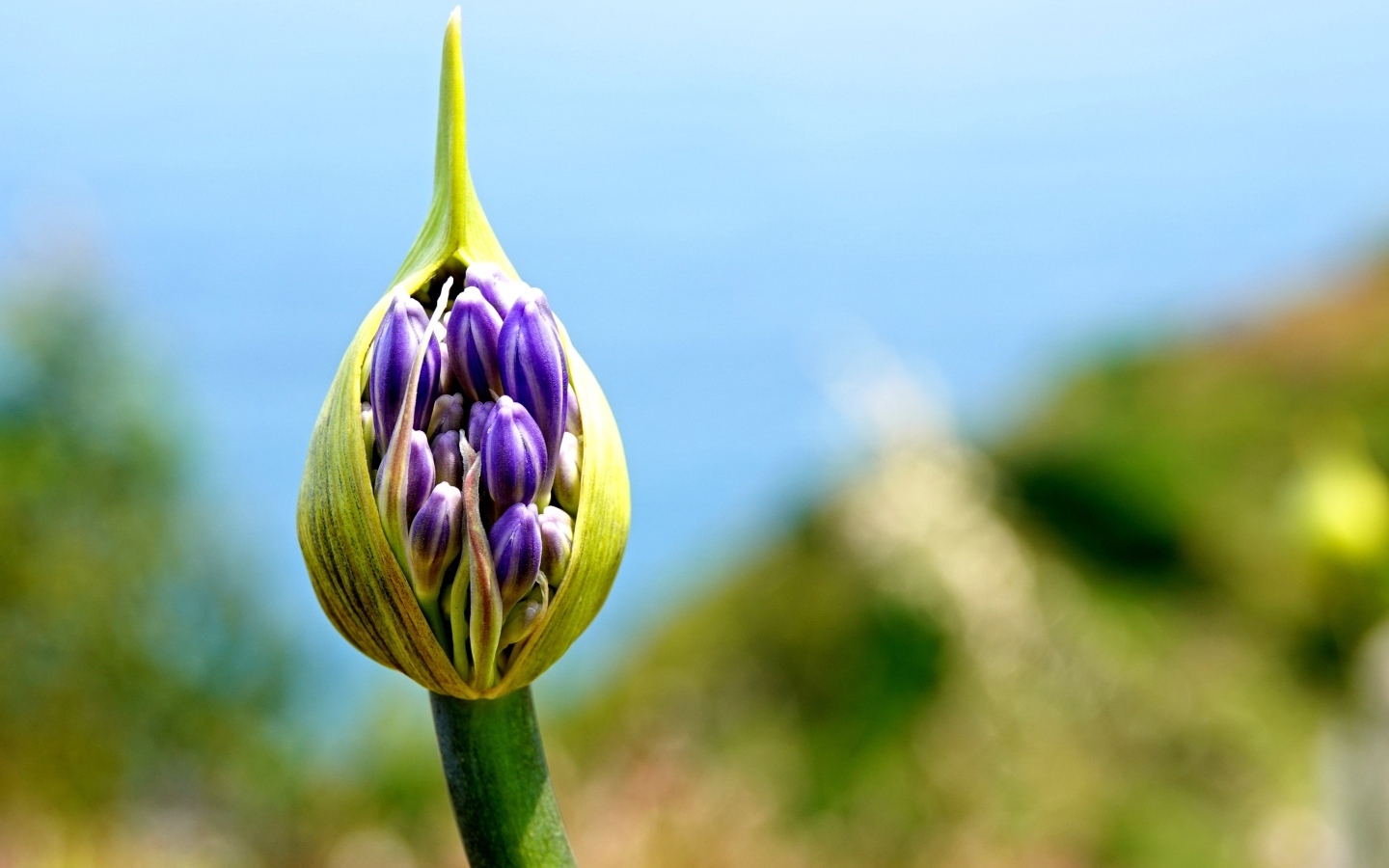 Голубая африканская лилия бутон