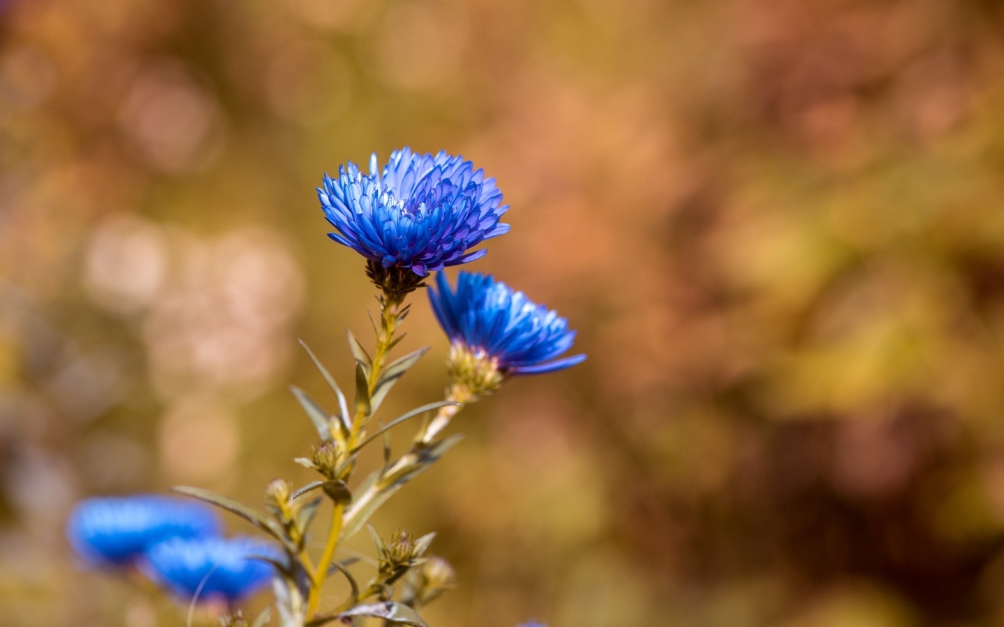 Синий осенний цветок сентябринка