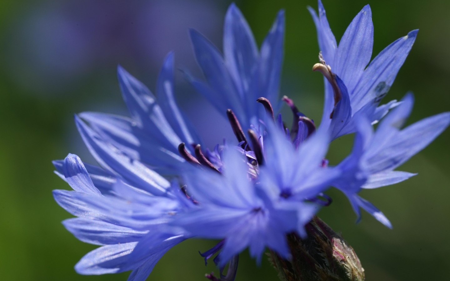 Цветок синего василька вблизи