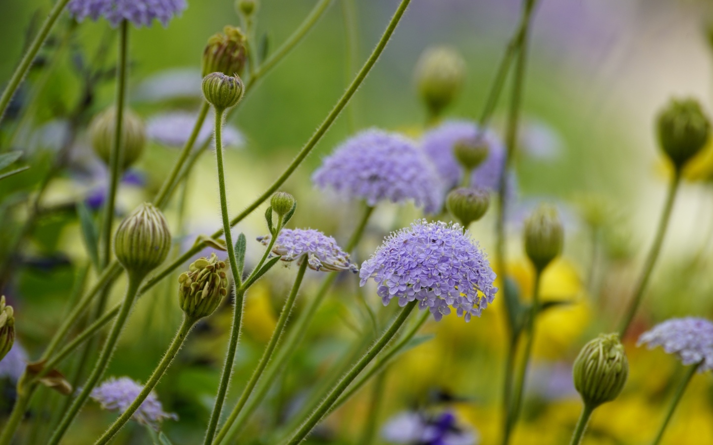 Синий садовый цветок трахимена крупным планом