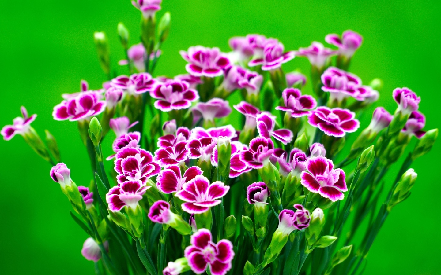 Букет розовых цветов гвоздики на зеленом фоне