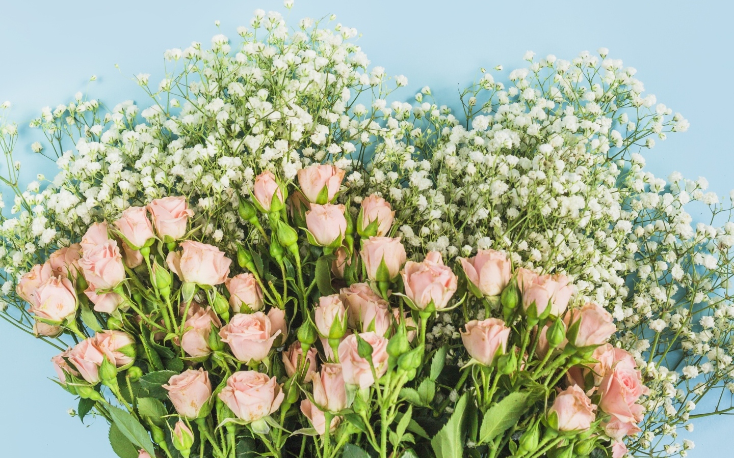 Букет розовых роз с белыми цветами гипсофилы на голубом фоне