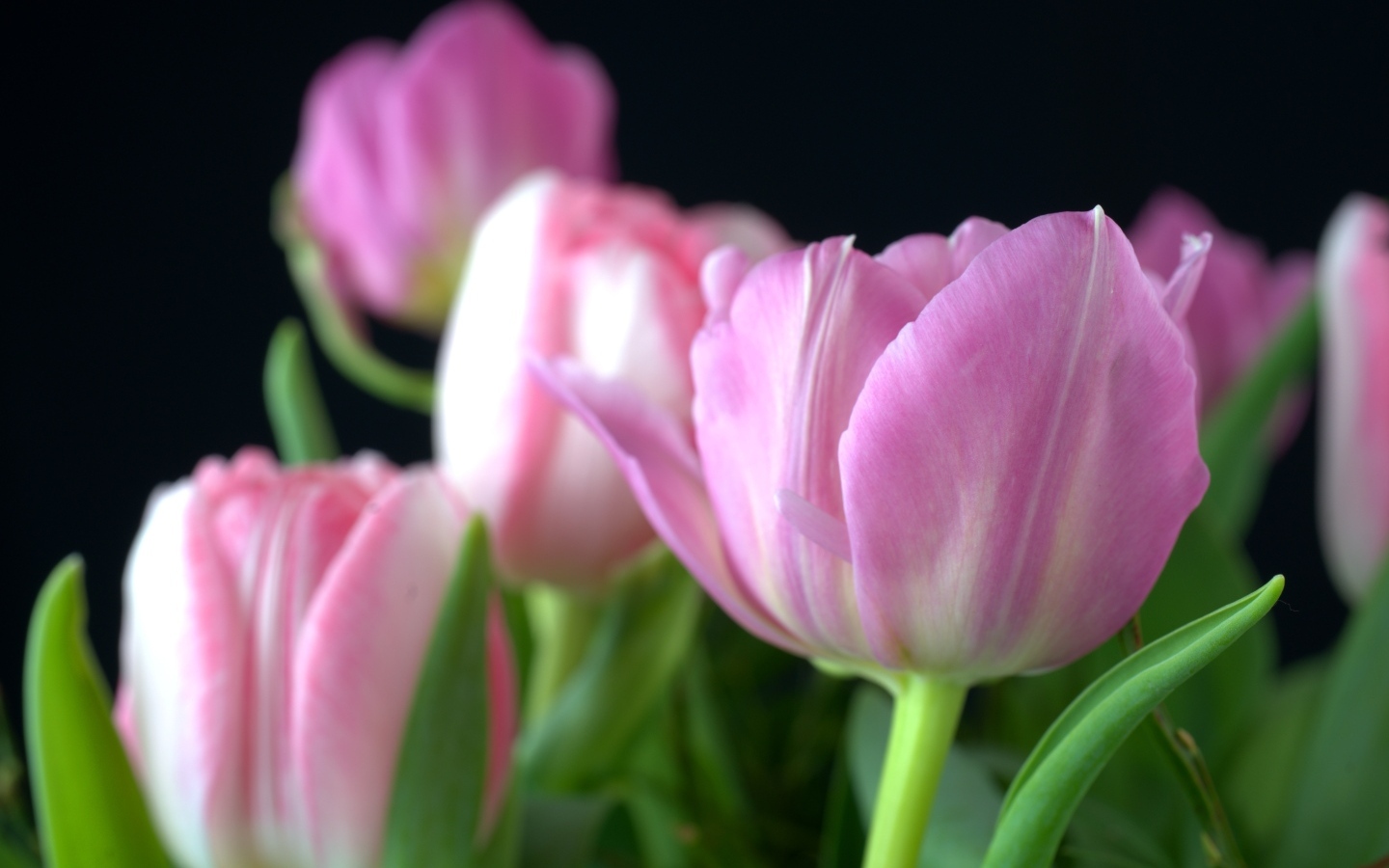 Букет из розовых тюльпанов на черном фоне вблизи