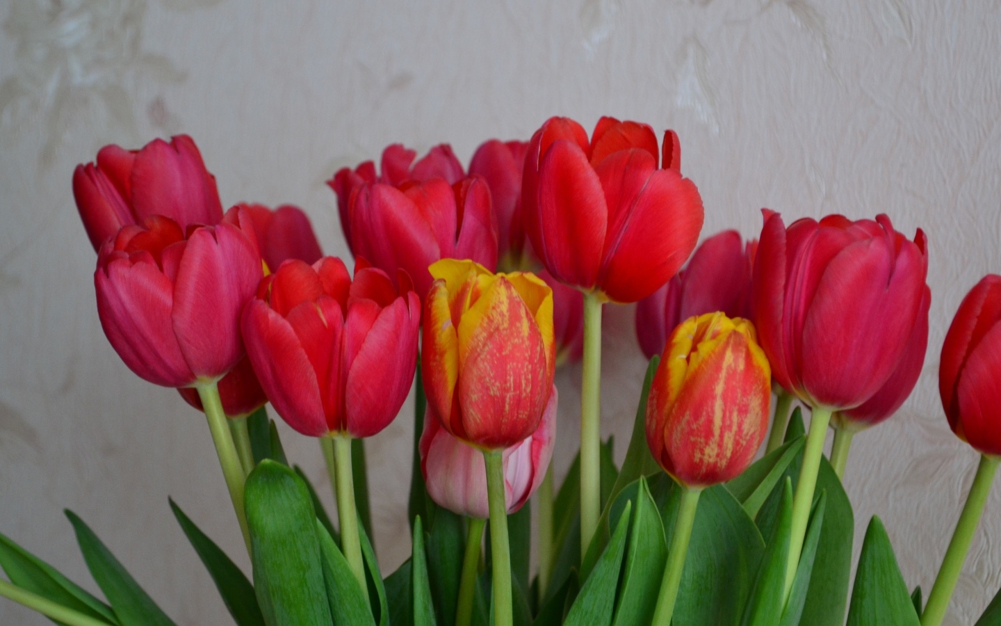 Букет красных тюльпанов на фоне стены