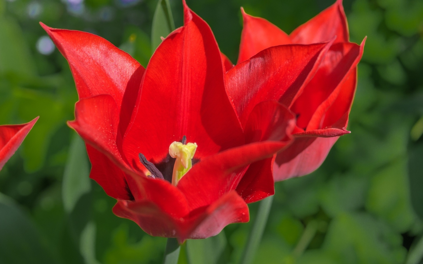 Яркие красные тюльпаны на клумбе