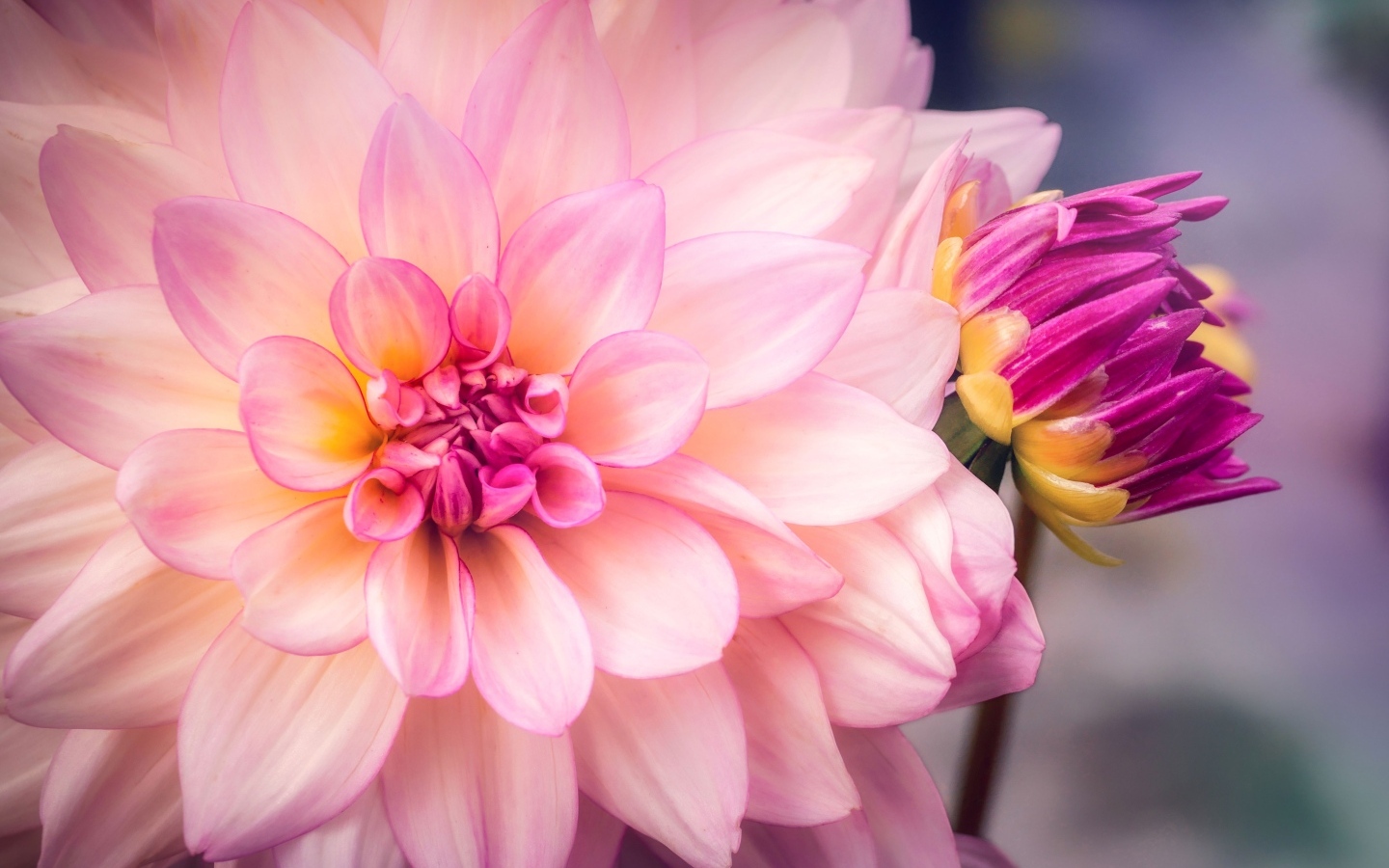 Бутон и распустившаяся георгина крупным планом