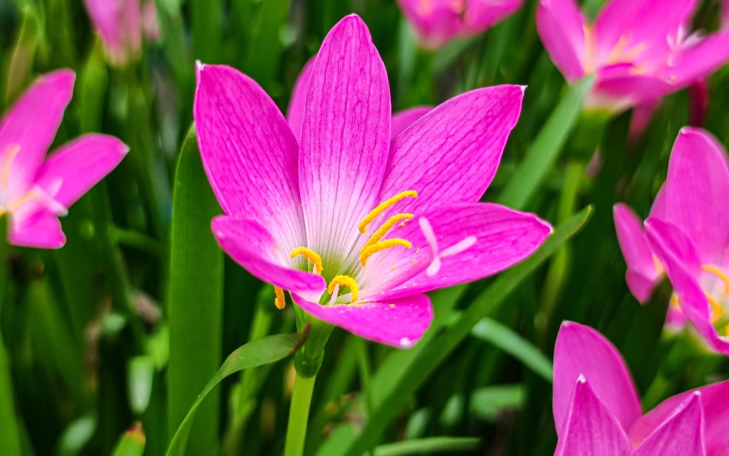 Розовые на клумбе крупным планом