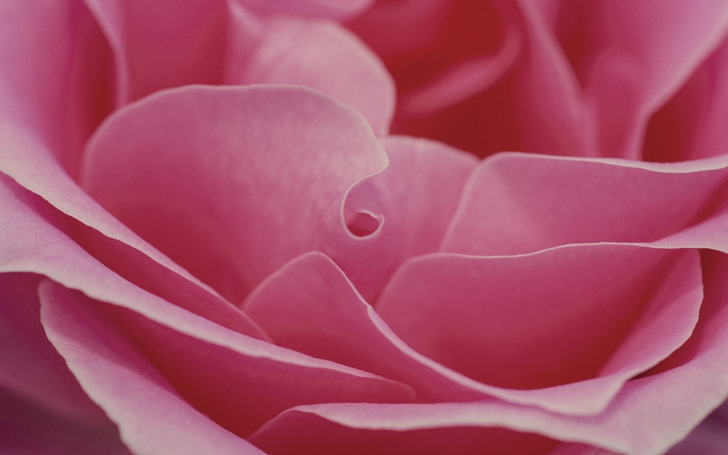 Лепестки розовой розы крупным планом
