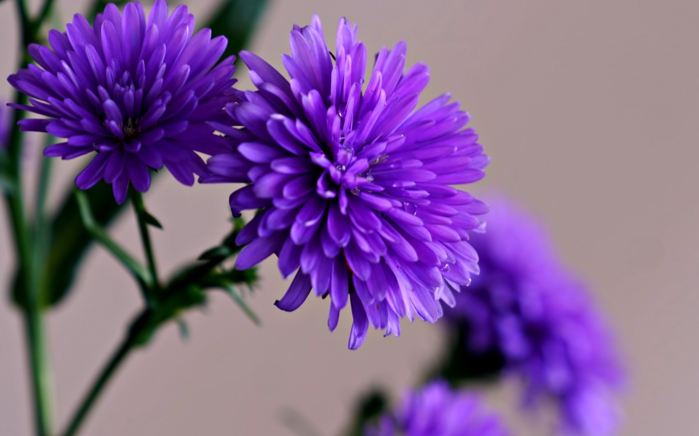 Цветы васильки крупным планом