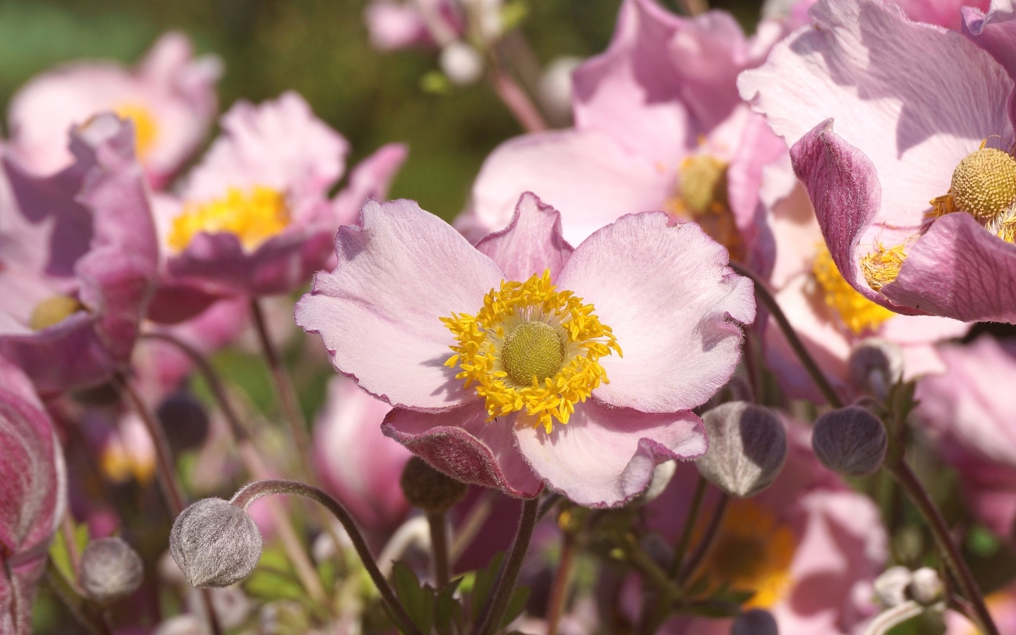 Нежные цветы анемона с бутонами крупным планом