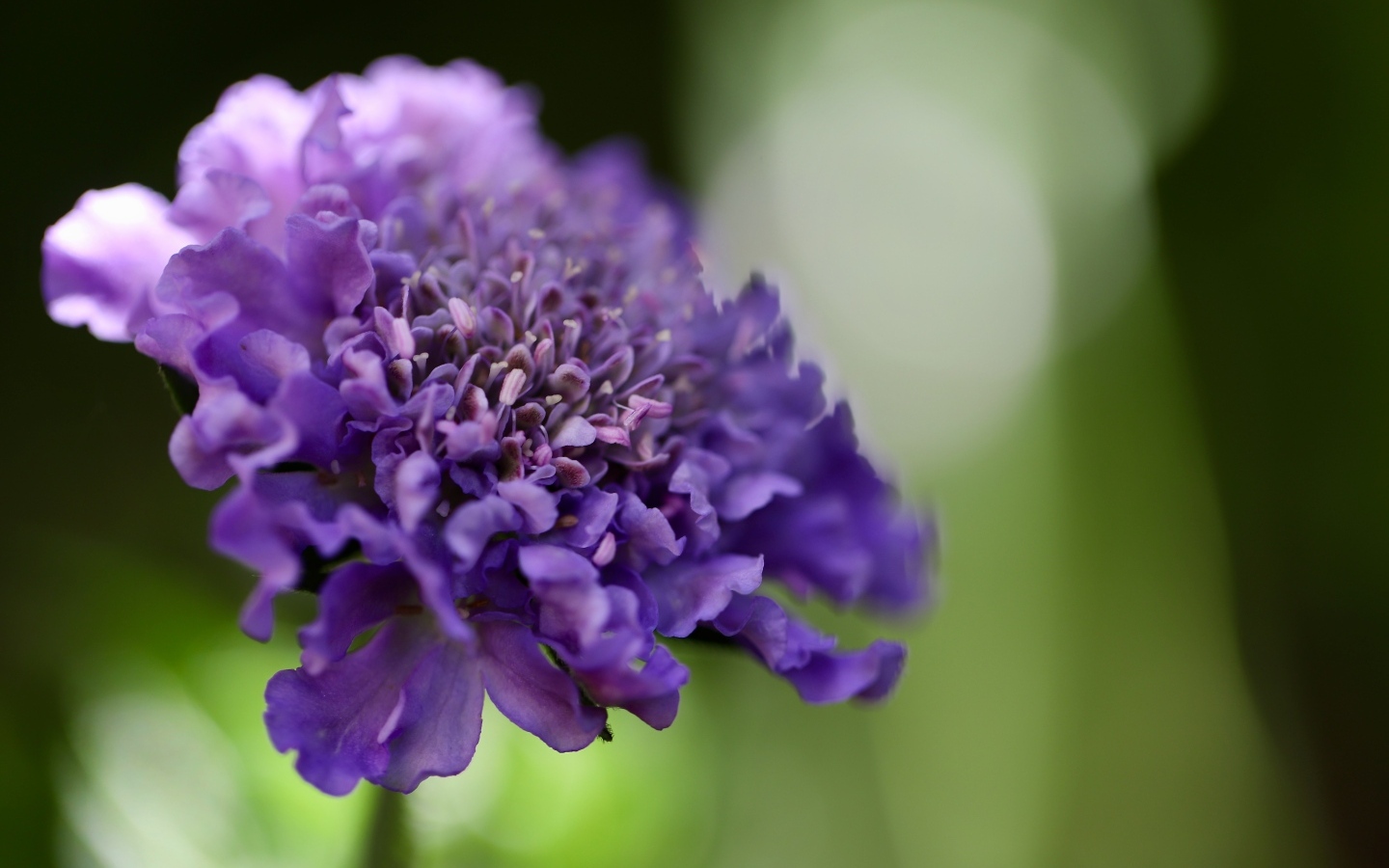 Нежный фиолетовый цветок люцида