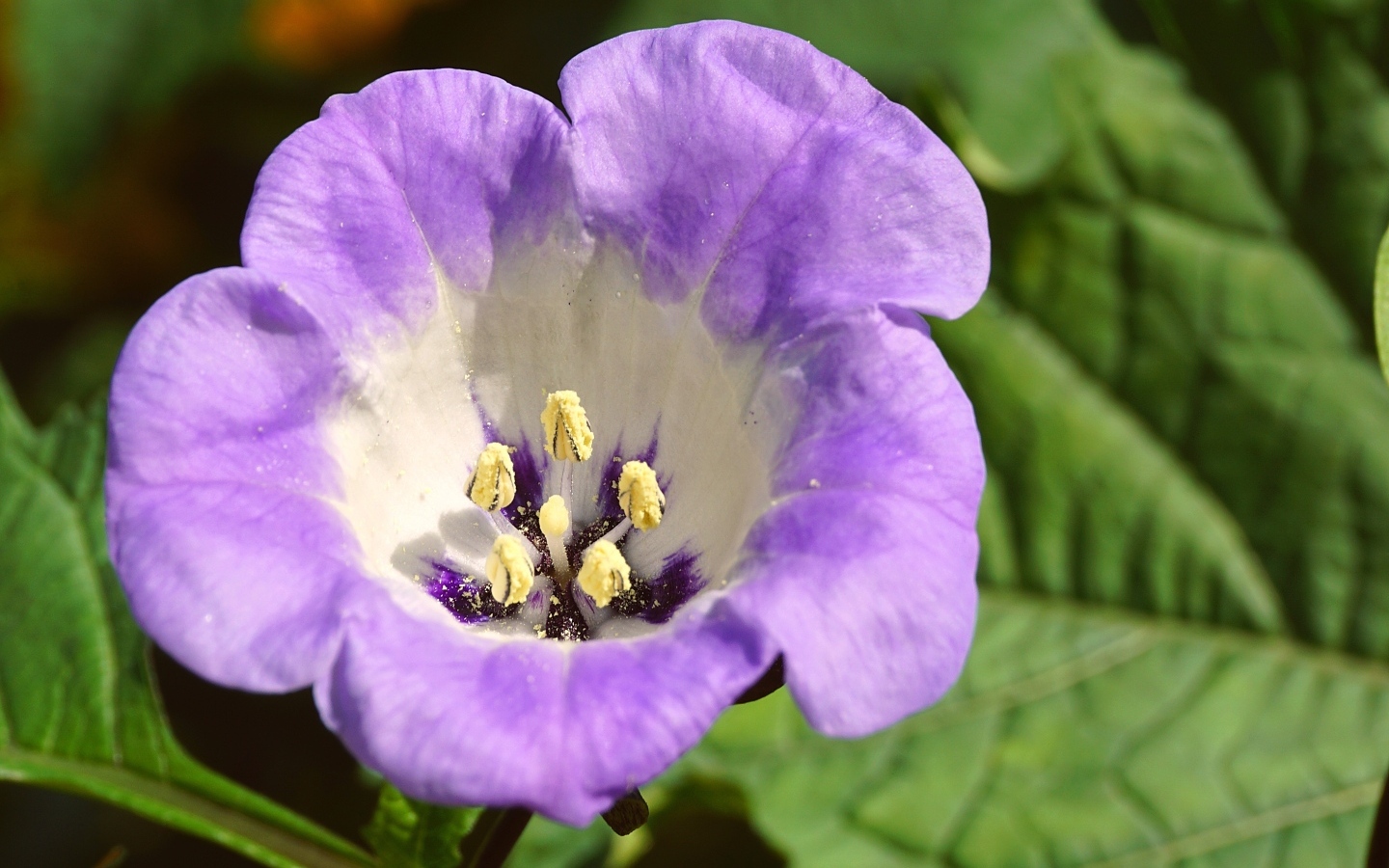 Нежный фиолетовый цветок физалодес крупным планом