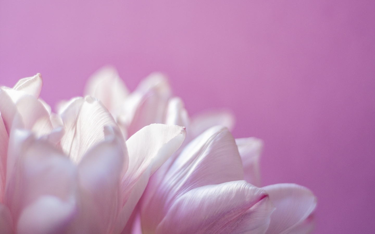 Нежные лепестки тюльпана на розовом фоне