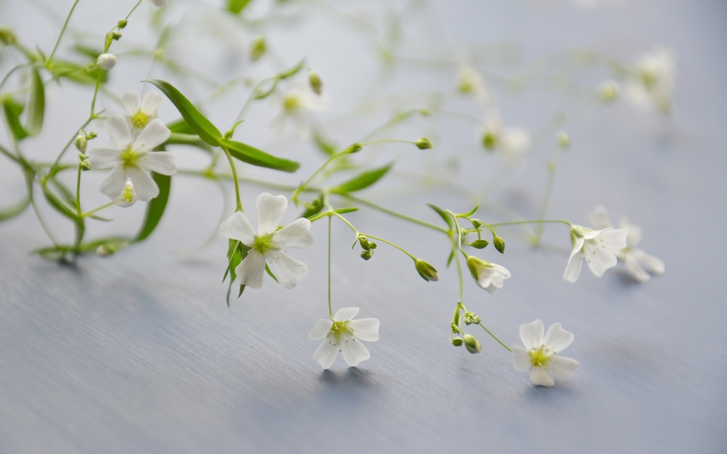 Нежные белые цветы лежат на сером столе