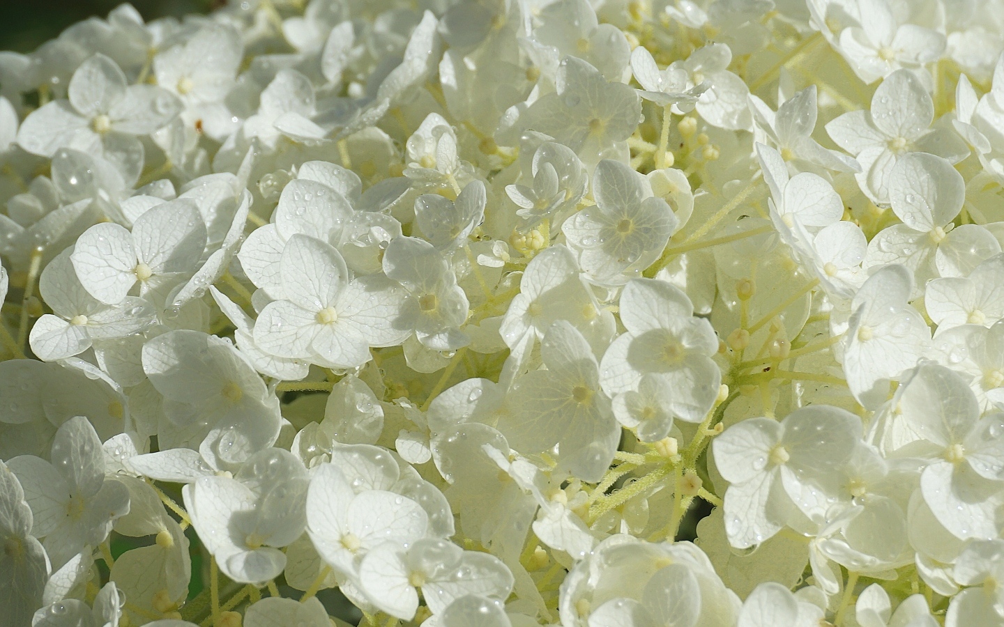 Нежный белый цветок гортензии в каплях росы