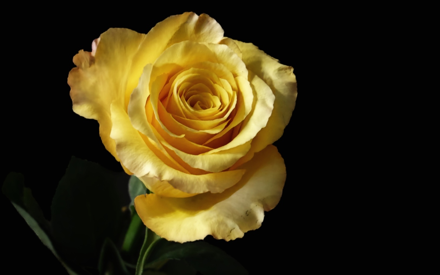 Нежная желтая роза крупным планом на черном фоне