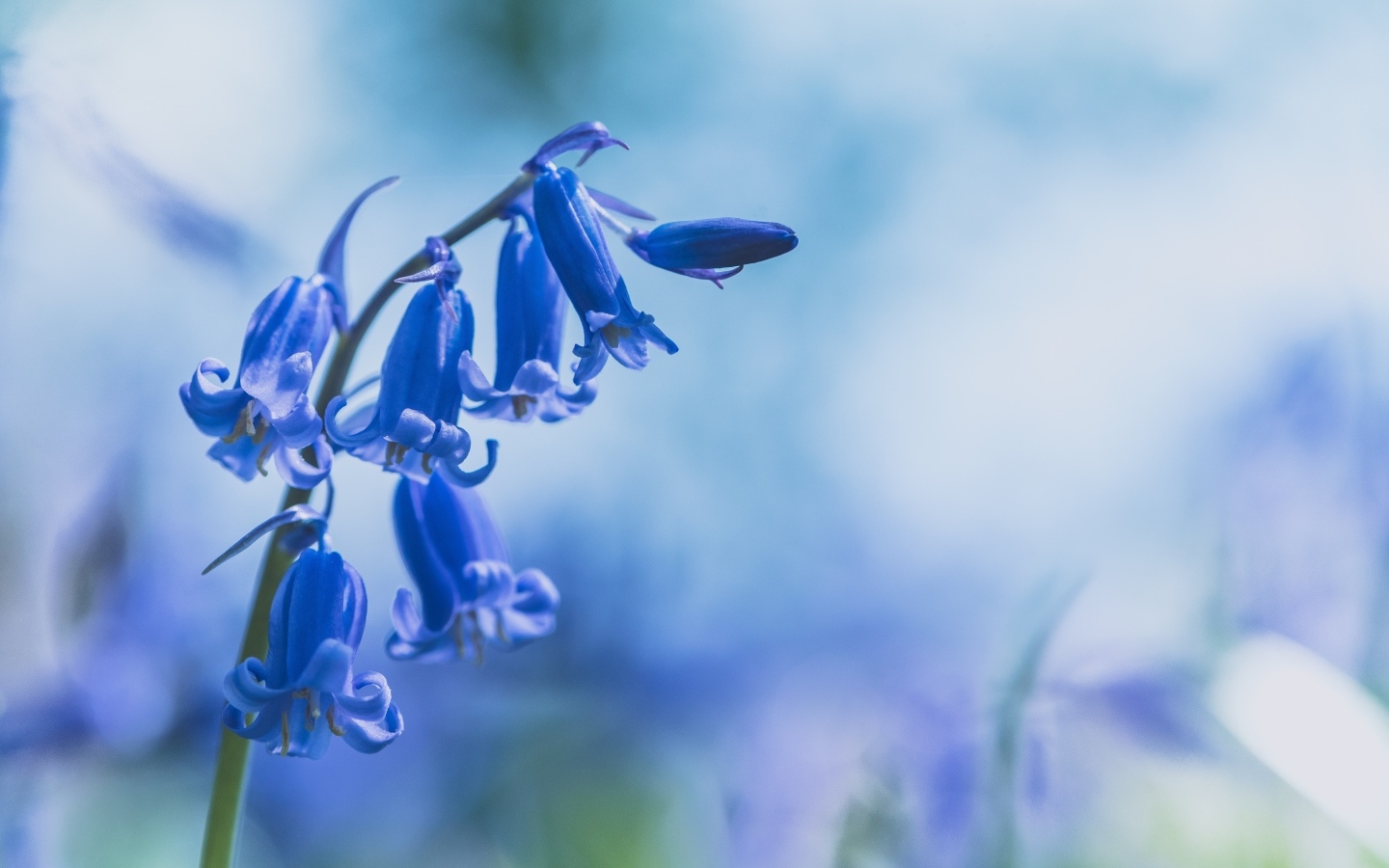 Поникшие цветы синего гиацинта