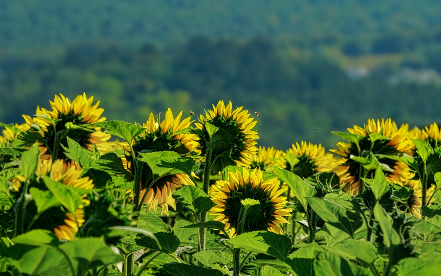 Поле цветущих подсолнухов в лучах солнца